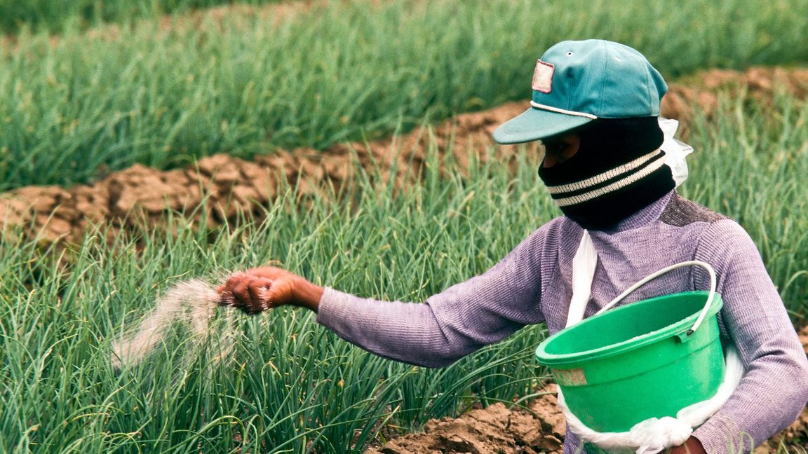 Community development in a Namibian agricultural field